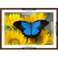 thumbnail image 3 of Australian Mountain Blue Swallowtail Butterfly on sunflower, Animals Botanical Framed Art Print Wall Art by Darrell Gulin Sold by Art.Com, 3 of 6