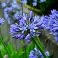 thumbnail image 6 of Agapanthus Africans Blue  2 Extra Large 3 Gallon Plants  Vibrant & Hardy Perennial, Lush, Ornamental Plant with Brilliant Blue Blooms, Ideal for Borders, Containers & Landscape Accents, 6 of 8