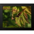 thumbnail image 2 of Bonin, Suzanne 24x19 Black Modern Framed Museum Art Print Titled - White Faced Meadowhawk, 2 of 5