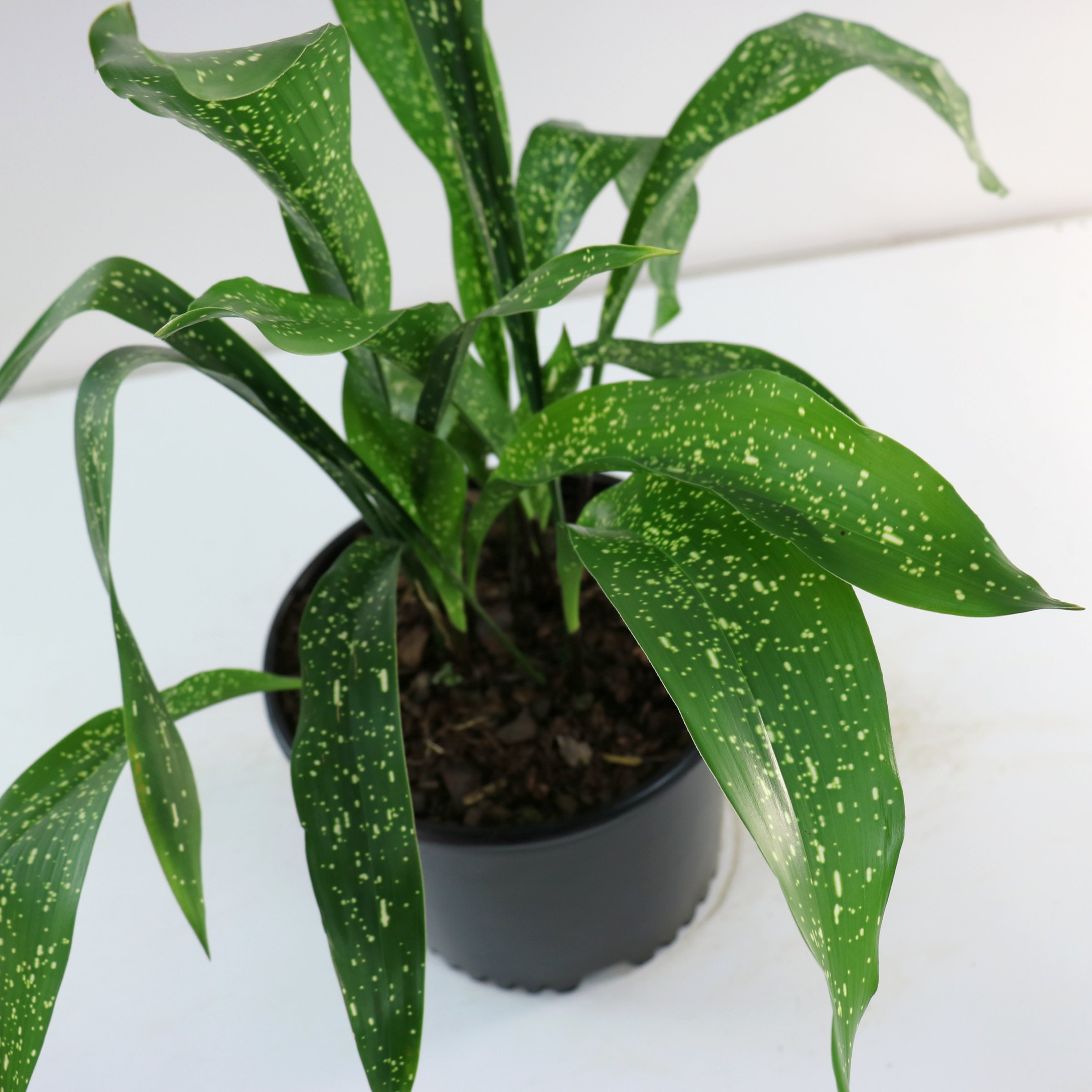 National Plant Network 3 gal. Aspidistra Spek-Tacular Live Plant