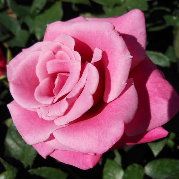 Heirloom Roses 15" Green Miniflora Rose Live Plant