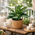 thumbnail image 3 of Aglaonema Silver Bay Live Indoor Plant in 6 Inch Pot, Chinese Evergreen Houseplant, Easy Care Low Light Tropical Plant for Home and Office, 3 of 5