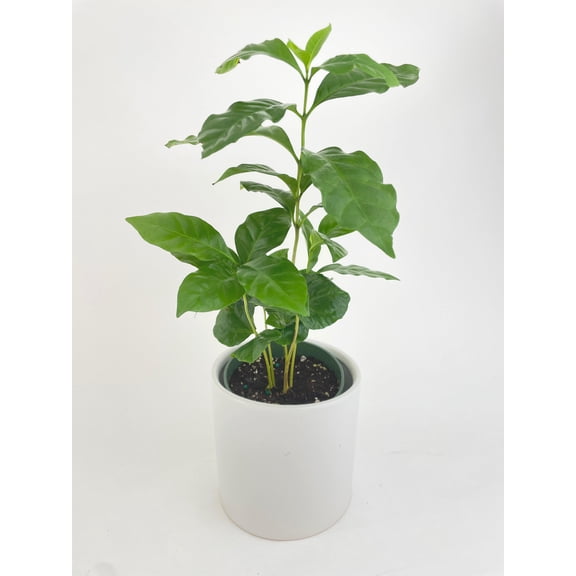 Bumble Plants Arabica Coffee Plant "Coffea" - Full Live Colorful Houseplant in Nursery Pot, Easy Care, Indoor Plant for Beginners