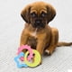 thumbnail image 2 of KAKOWELY Juguete para morder para cachorros, juguete para morder para cachorros pequeños, juguete para masticar resistente a mordeduras para mascotas., 2 of 4