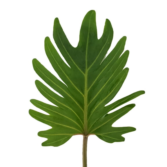 Xanadu - Farm Direct Fresh Cut Flowers - 150 Stems