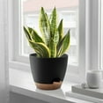 thumbnail image 6 of FOUKUS Set of 5 Self-Watering Plant Pots with Drainage – Eco-Friendly Plastic Planters for Indoor & Outdoor Use – Pots for Succulents, Cactus, Snake Plants (7", 6.5", 6", 5.5", 5") – Black, 6 of 6