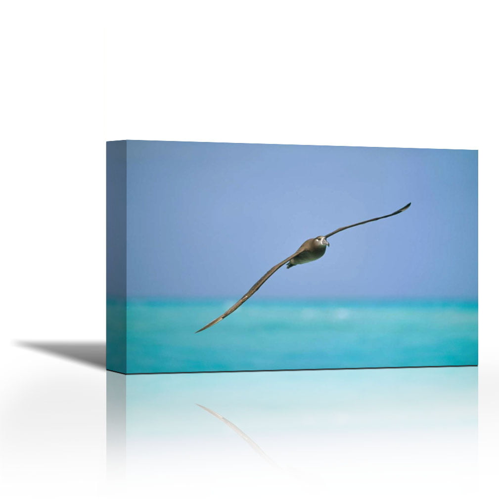 Black-footed Albatross flying, Midway Atoll, Hawaii - Contemporary Fine