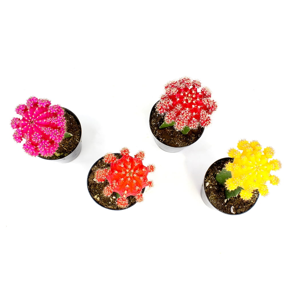 Element by Altman Plants Multicolor Grafted Cactus Succulent