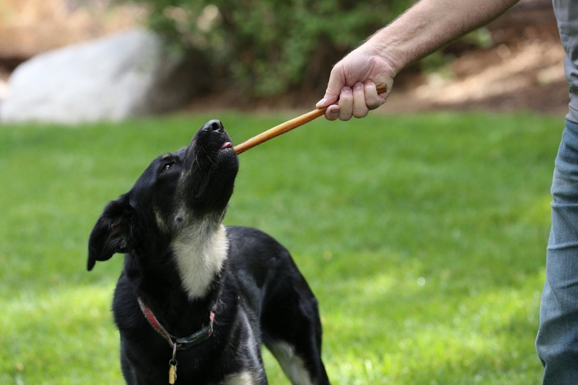 Standard 12" Bully Stick Dog Treats