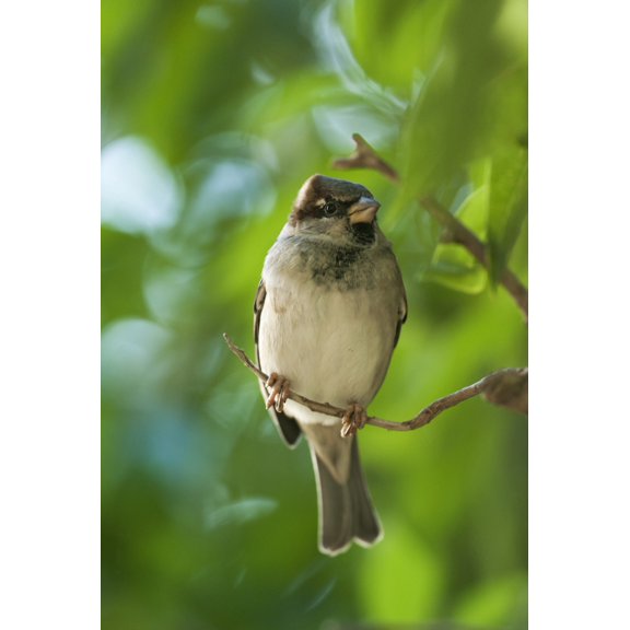 A Sparrow Perched On A Small Branch Tarifa Cadiz Andalusia Spain Canvas Art - Ben Welsh  Design Pics (12 x 18)