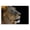 Lion Portrait Jungle Wildlife, variant on Stupell Industries Cottage Canvas Art, 24 x 16, by Danita Delimont