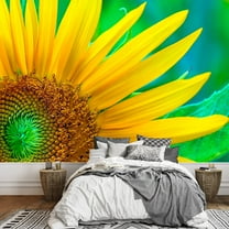 wall26 - Closeup Sunflower on Green Leaf Background - Removable Wall Mural | Self-Adhesive Large Wallpaper - 66x96 inches