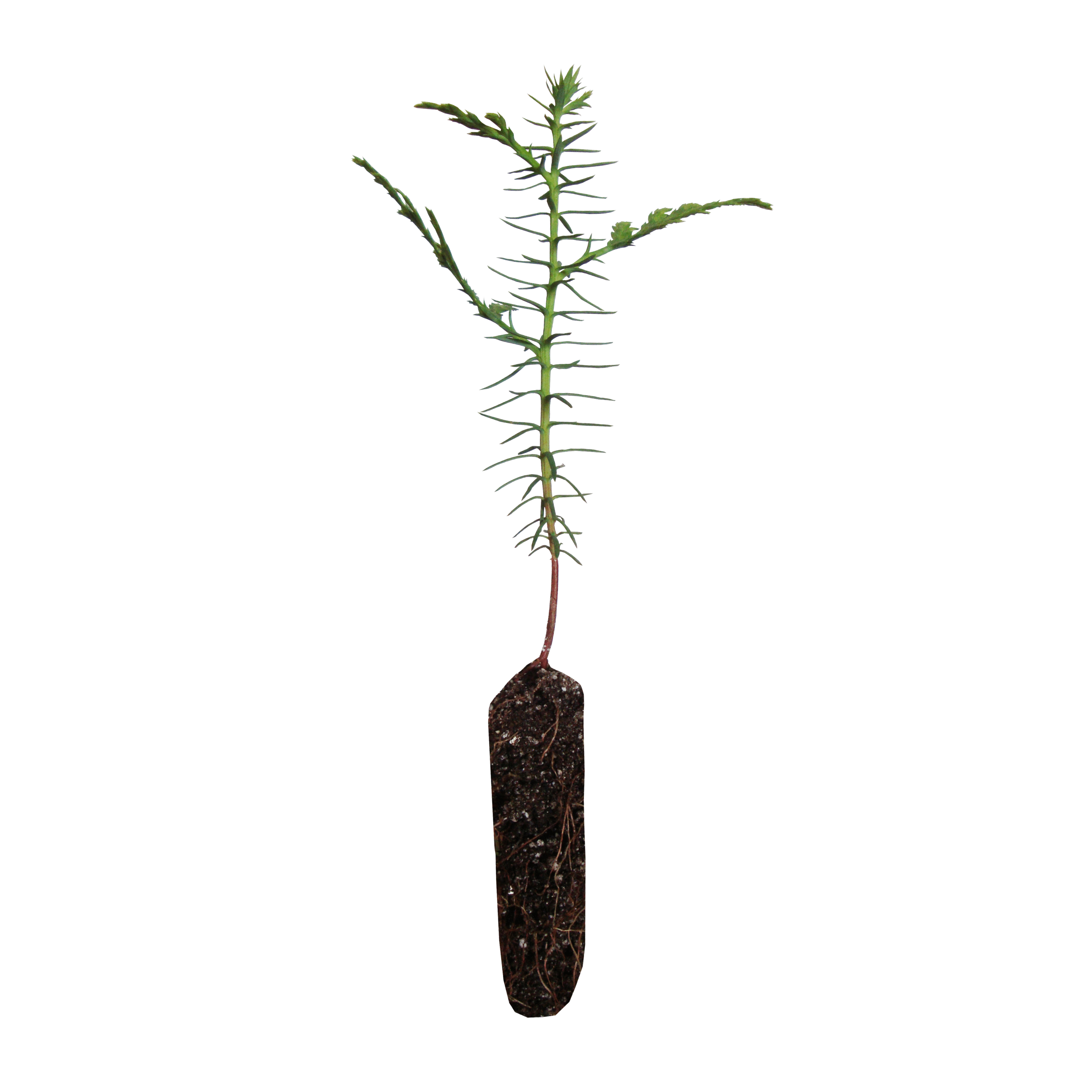 Western Red Cedar Small Tree Seedling The Jonsteen Company