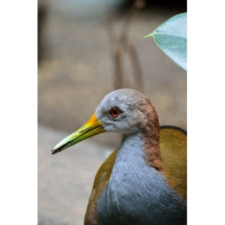 Exotic Wood Plugs LAMINATED POSTER Wood Rail Portrait Wildlife Nature Bird Exotic Poster Print 24 x 36 ()