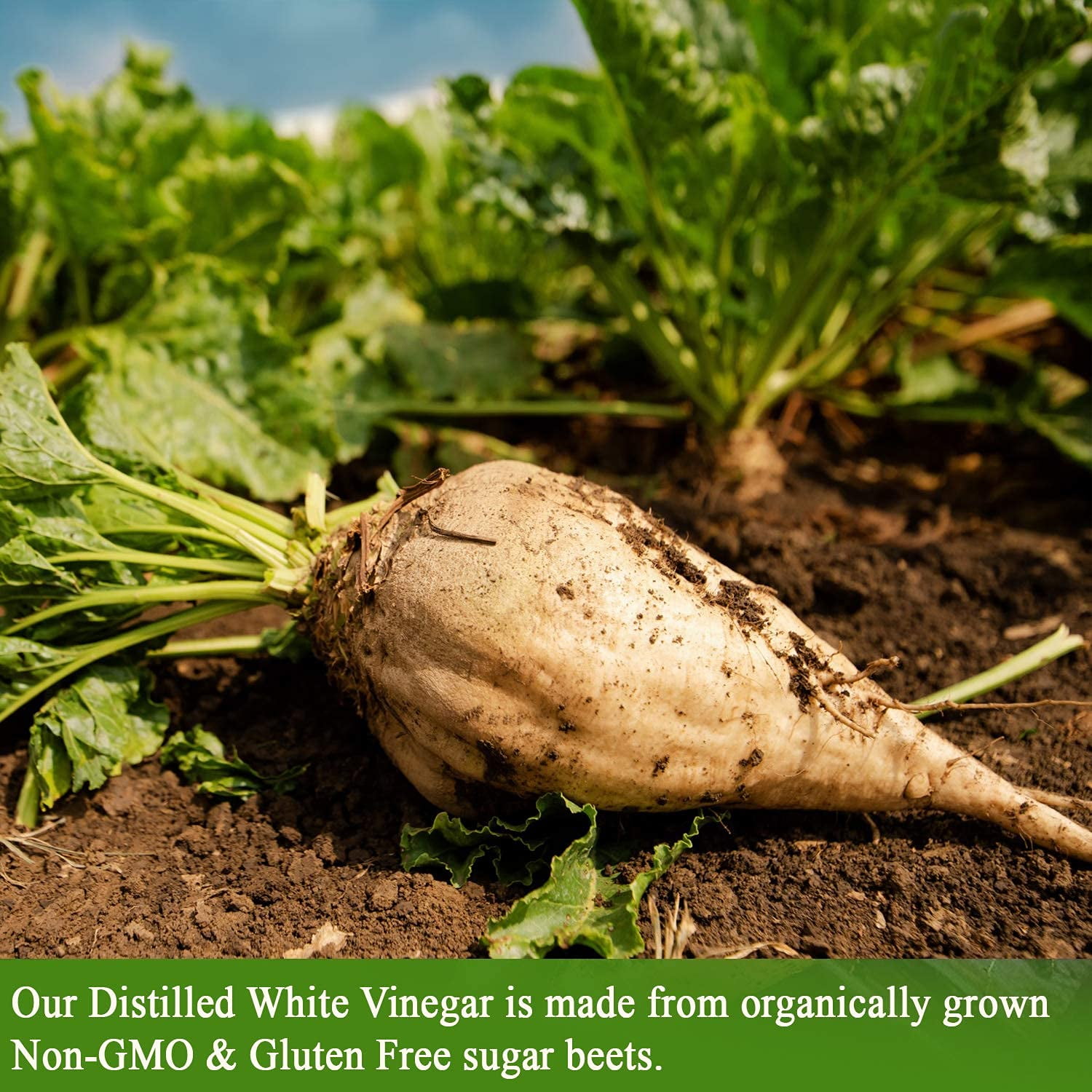 De La Rosa 613 Distilled White Vinegar 5 Liter