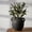 Black-135, variant on Rustic Terracotta Pottery Vase, Handcrafted Ceramic Vase for Living Room, Bathroom & Centerpiece