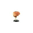 thumbnail image 6 of Learning Resources Brain Model -  Anatomy and  Science Classroom Must Haves, Human Body, 6 of 6
