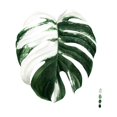 thumbnail image 3 of Popp, Grace 20x20 Black Modern Framed Museum Art Print Titled - Custom Variegated Monstera II, 3 of 5