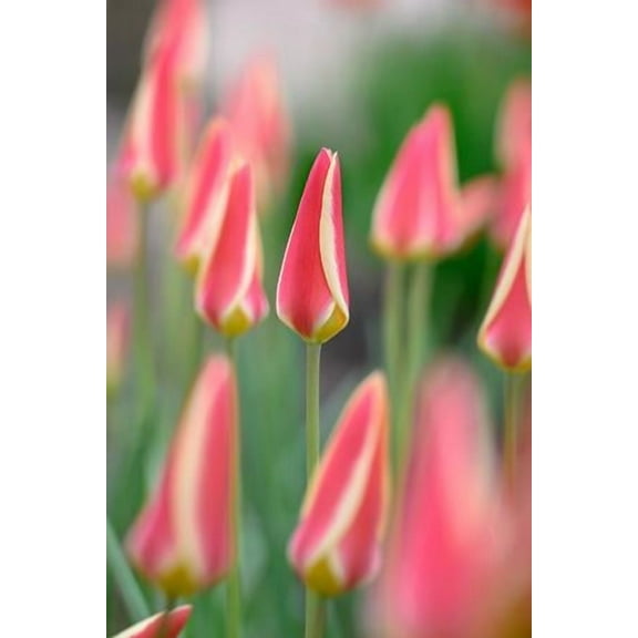 Tinka Candlestick Perennial Tulip - Very Hardy! - 6/ cm Bulbs -10 Bulbs