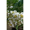 Crepe Myrtle Trees White BLOOMS Quart Containers FIBROUS ROOT SYSTEM Grown by
