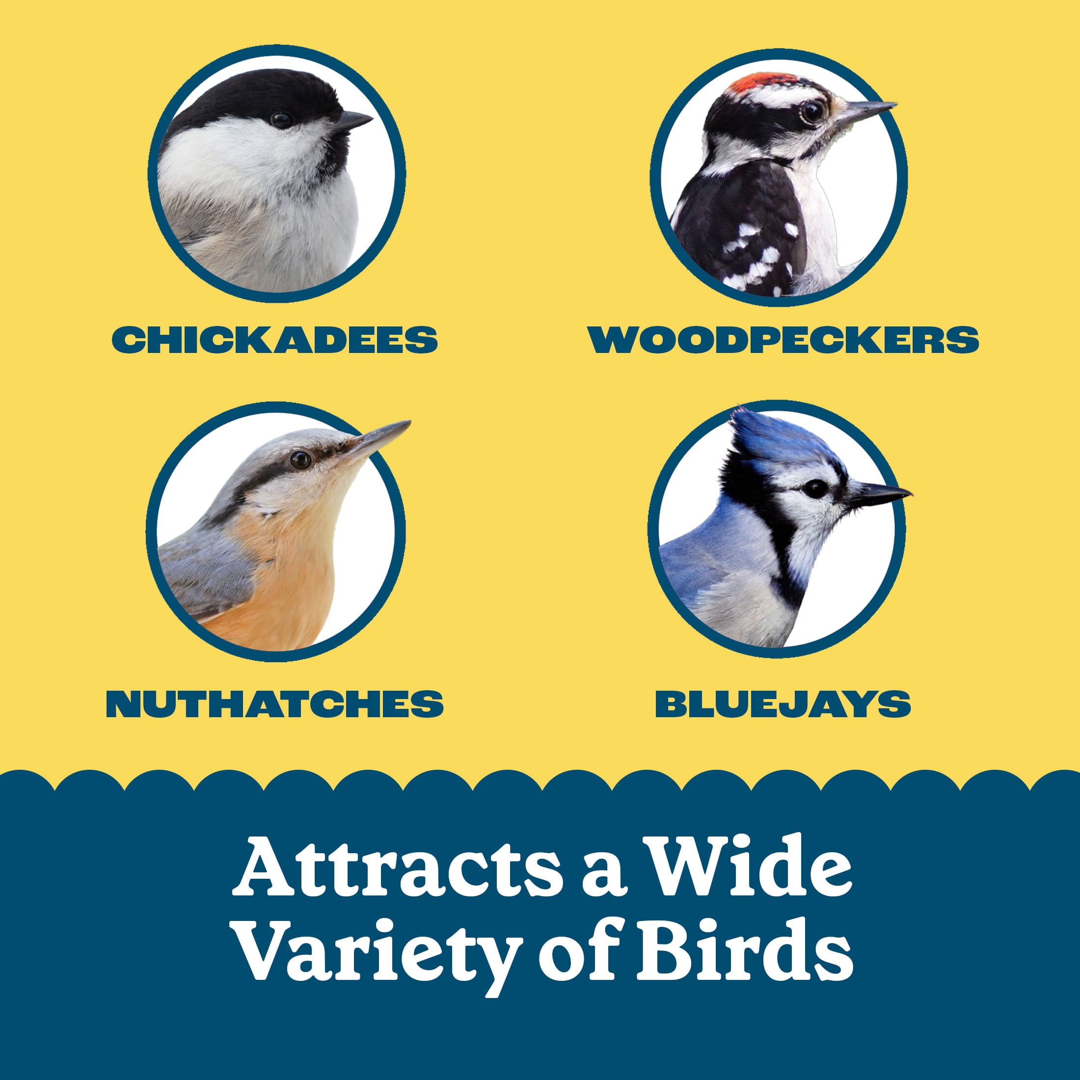 Pennington Feeding Frenzy High Energy Suet Value Pack, for Year Round Wild Bird Feeding, 8 Cake Pack, Fresh