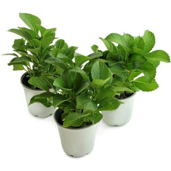 4" Hydrangea '3N1' Live Shrub with Partial Sunlight (3-Pack)