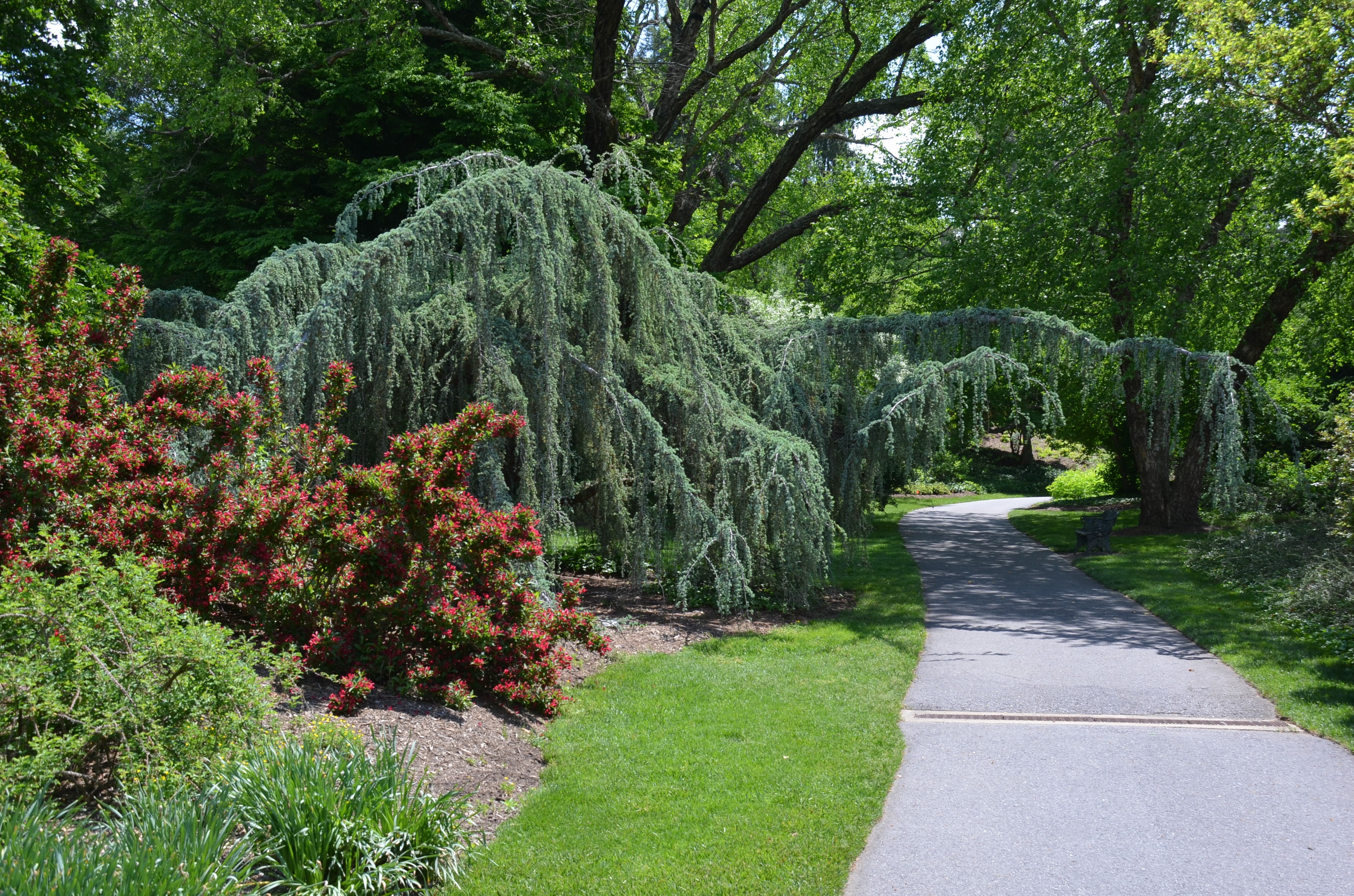 Expert Gardener 3.25G Weeping Atlas Cedar Evergreen Live Plants Full Sun Blue