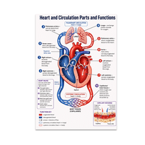 Skeletal System Structure and Function Poster, Anatomy Education ...