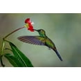 thumbnail image 2 of Jones, Adam 32x23 White Modern Wood Framed Museum Art Print Titled - Green Crowned Brilliant hummingbird-Costa Rica, 2 of 4