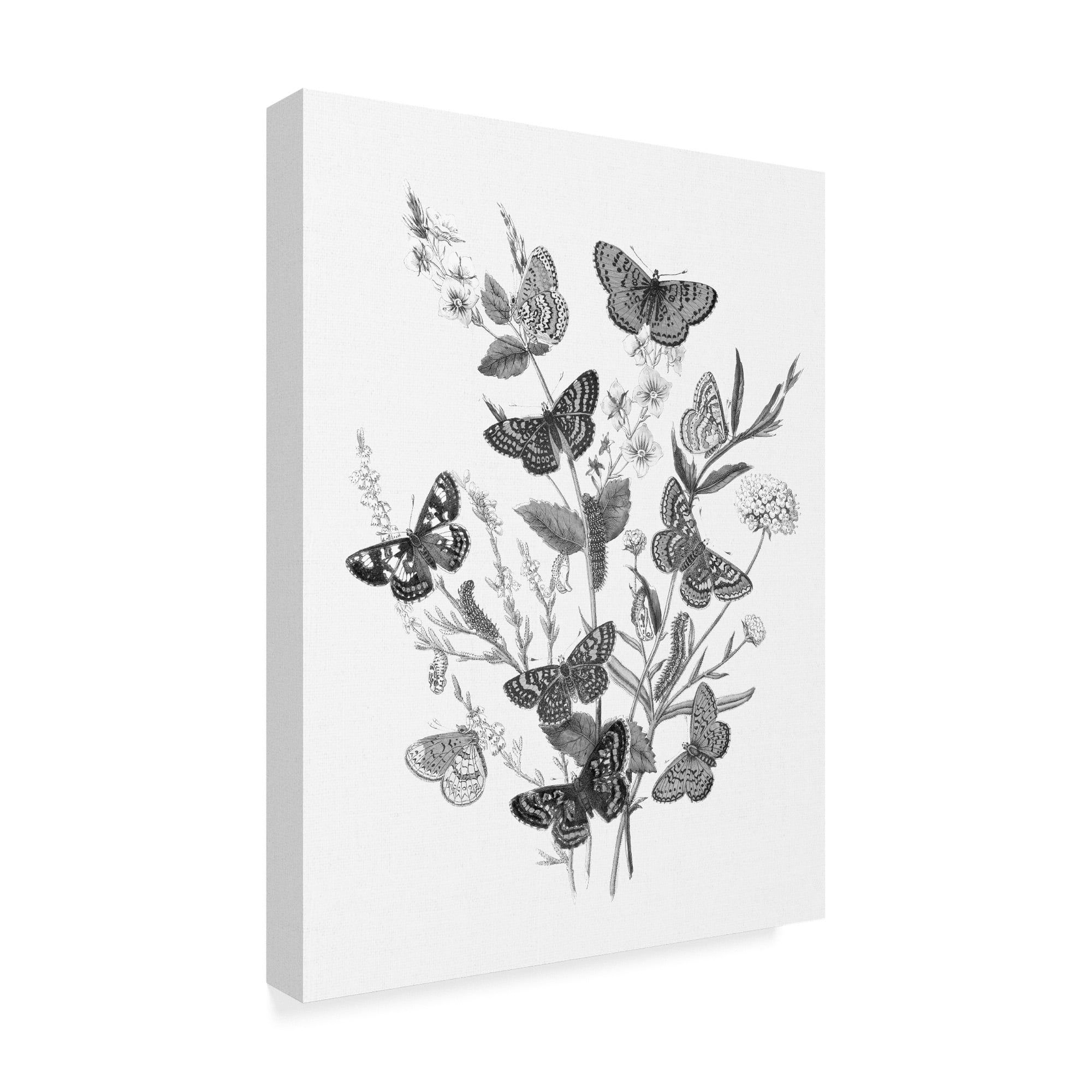 Trademark Fine Art 'Butterfly Bouquet I Linen BW I' Canvas Art by Wild Apple Portfolio