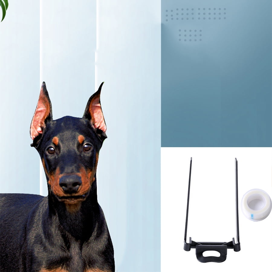 Do Dogs Ears Naturally Stand Up