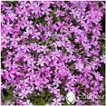 thumbnail image 1 of GSDWIUEW Perennial RAINBOW ROCK CRESS 100+ Seeds Tiny Lavender & Lilac Blooms (Groundcover), 1 of 2