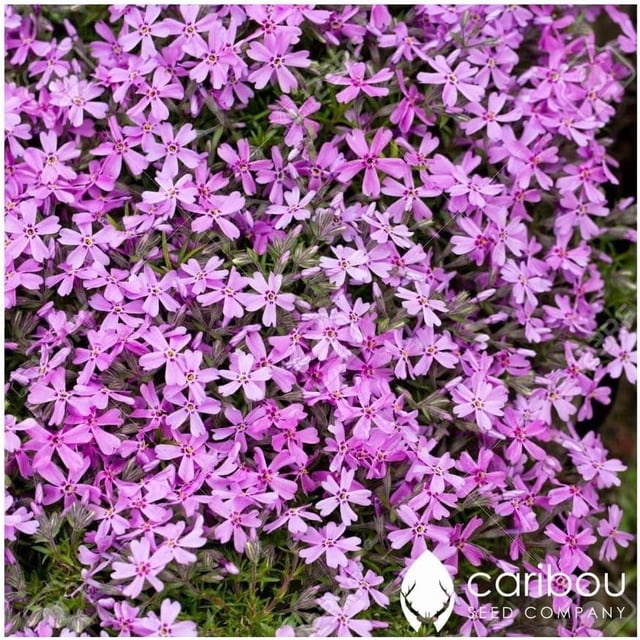 GSDWIUEW Perennial RAINBOW ROCK CRESS 100+ Seeds Tiny Lavender & Lilac Blooms (Groundcover)