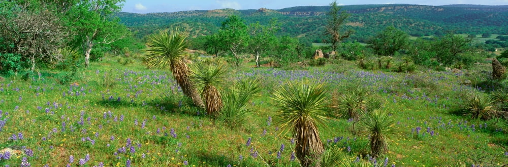 Blue Bonnets In Hil