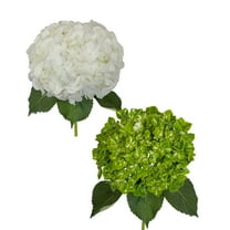 Hydrangeas 30 Stems of White and Emerald Variegated Farm Direct Fresh Cut Flowers by Bloomingmore