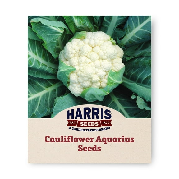 Harris Seeds - Treated Cauliflower Aquarius F1 Seeds - Early Maturing - 1,000 Seeds
