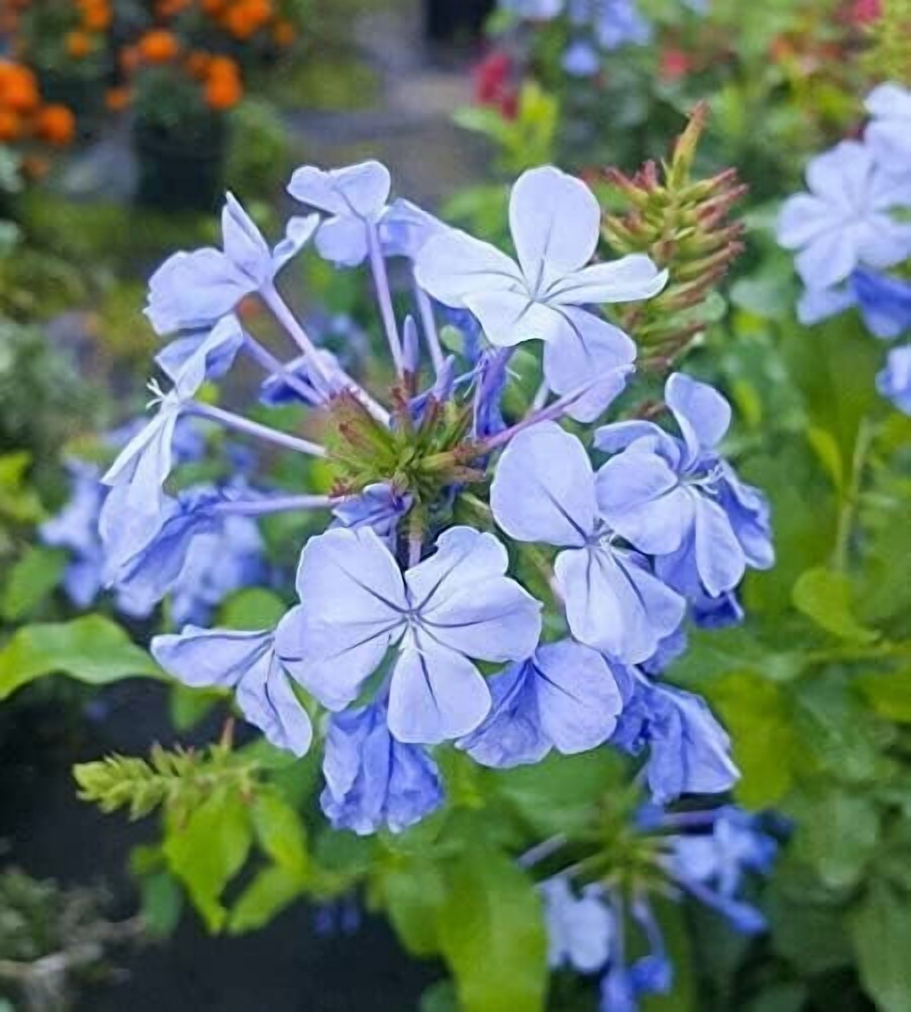 Plumbago Imperial Blue Plants  3 Live Seedlings  Plumbago Auriculata  Perfect for Bright Garden Displays  Hardy & Low Maintenance