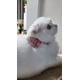 thumbnail image 3 of Collar Para Mascotas Diseño Ajustable, 3 of 8