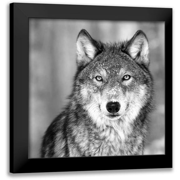 PhotoINC Studio 12x12 Black Modern Framed Museum Art Print Titled - Wolf