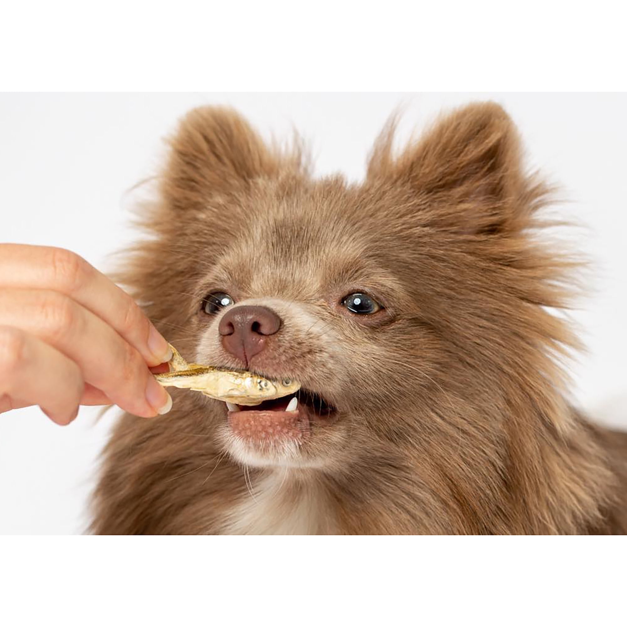 Scout & Zoe's: Munchworthy Minnows - 1oz Dog & Cat Treats, Freeze-Dried, Single Ingredient, Pet Fish Chews, Crunchy Bites, Omega-3 Rich, USA Sourced