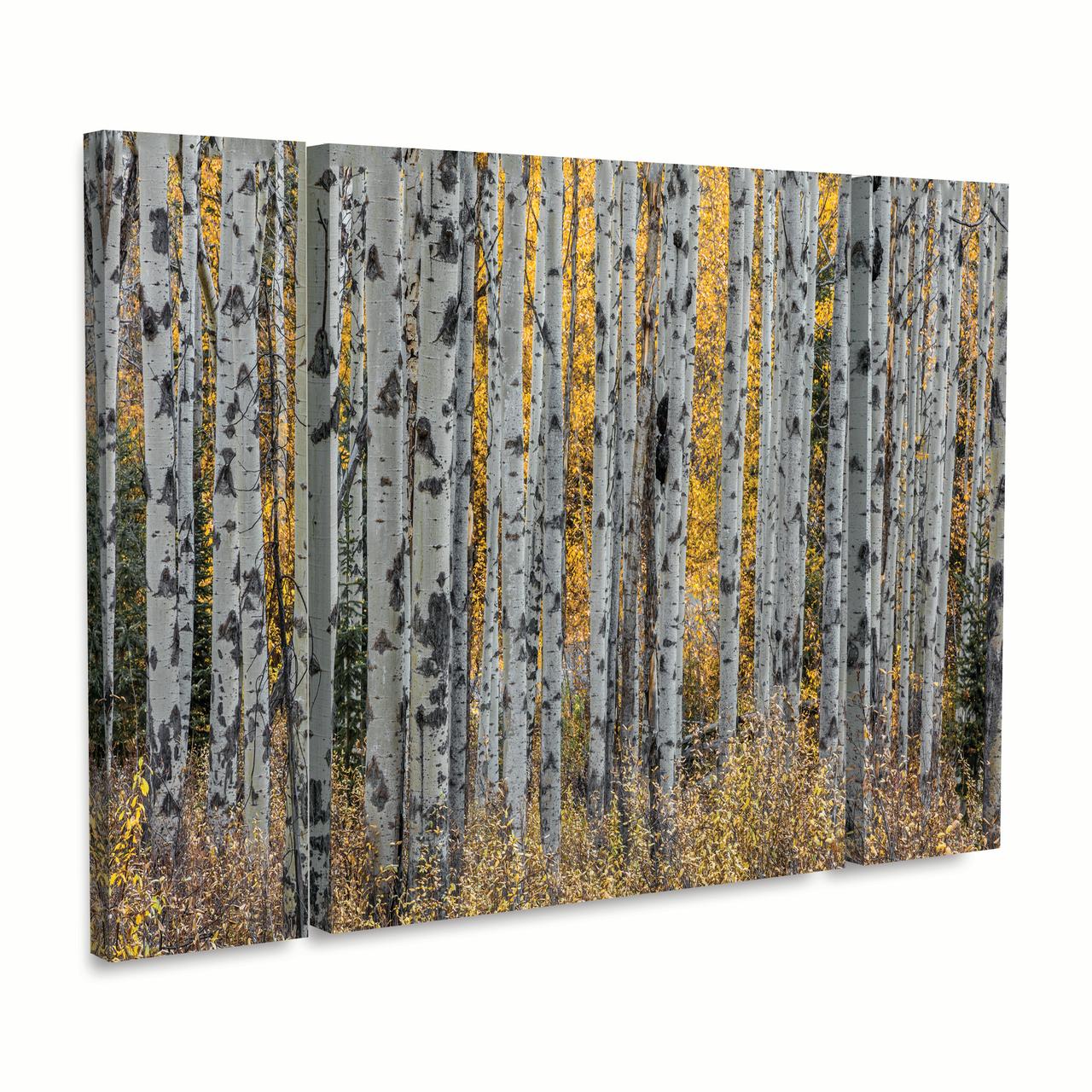 Trademark Fine Art 'Aspen Trees' Canvas Art by Pierre Leclerc