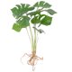 thumbnail image 1 of Planta artificial Monstera resistente al desgaste para el hogar, planta decorativa de imitación, suministros para el hogar, 1 of 8