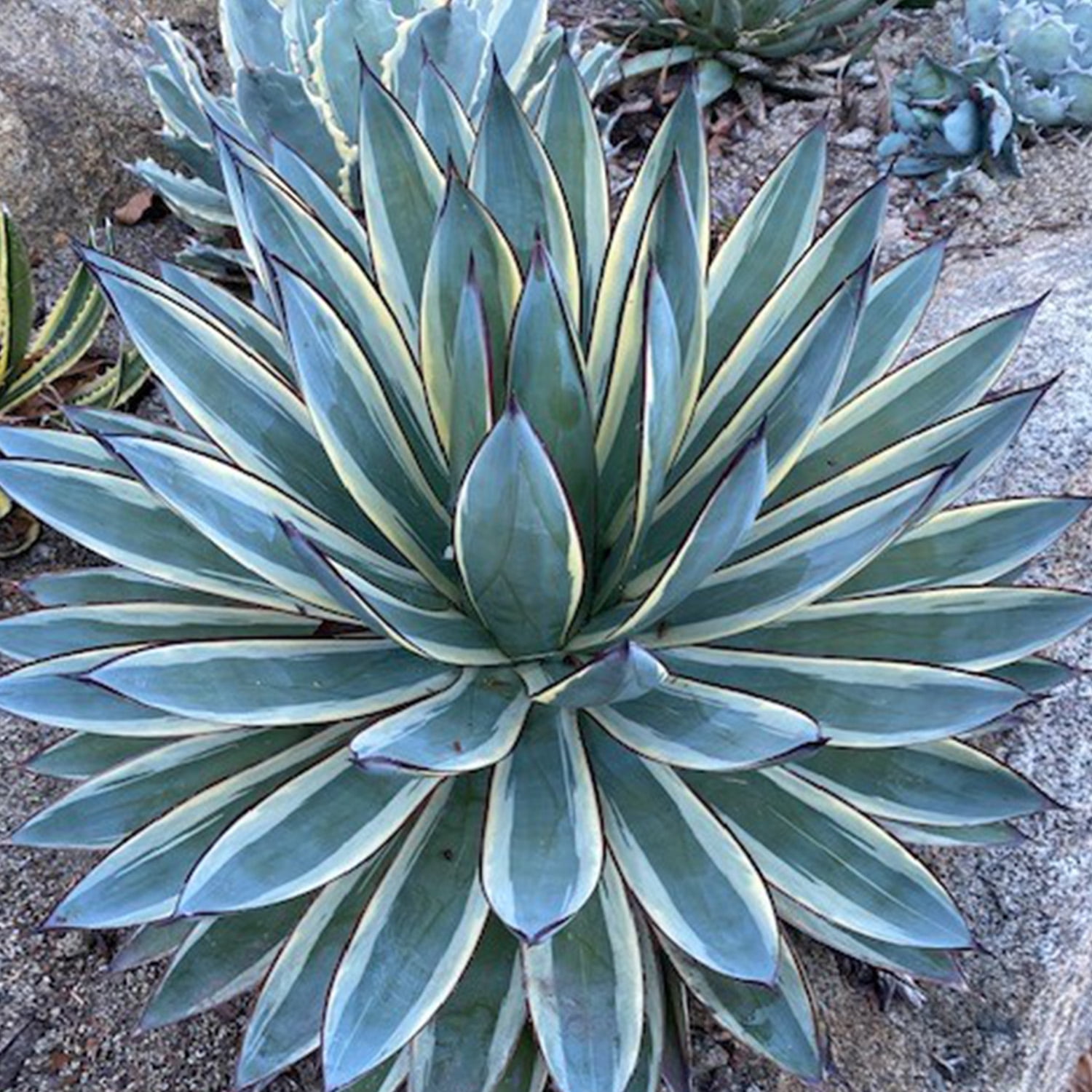 Altman Plants Striped Rare Agave 'Snowglow' Uncommon & Unique Succulent in 3.5" Grower Pot