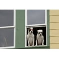 thumbnail image 2 of Paulson, Don 24x17 Black Ornate Wood Framed with Double Matting Museum Art Print Titled - AK, Ketchikan Dogs in a window with sunglasses, 2 of 4