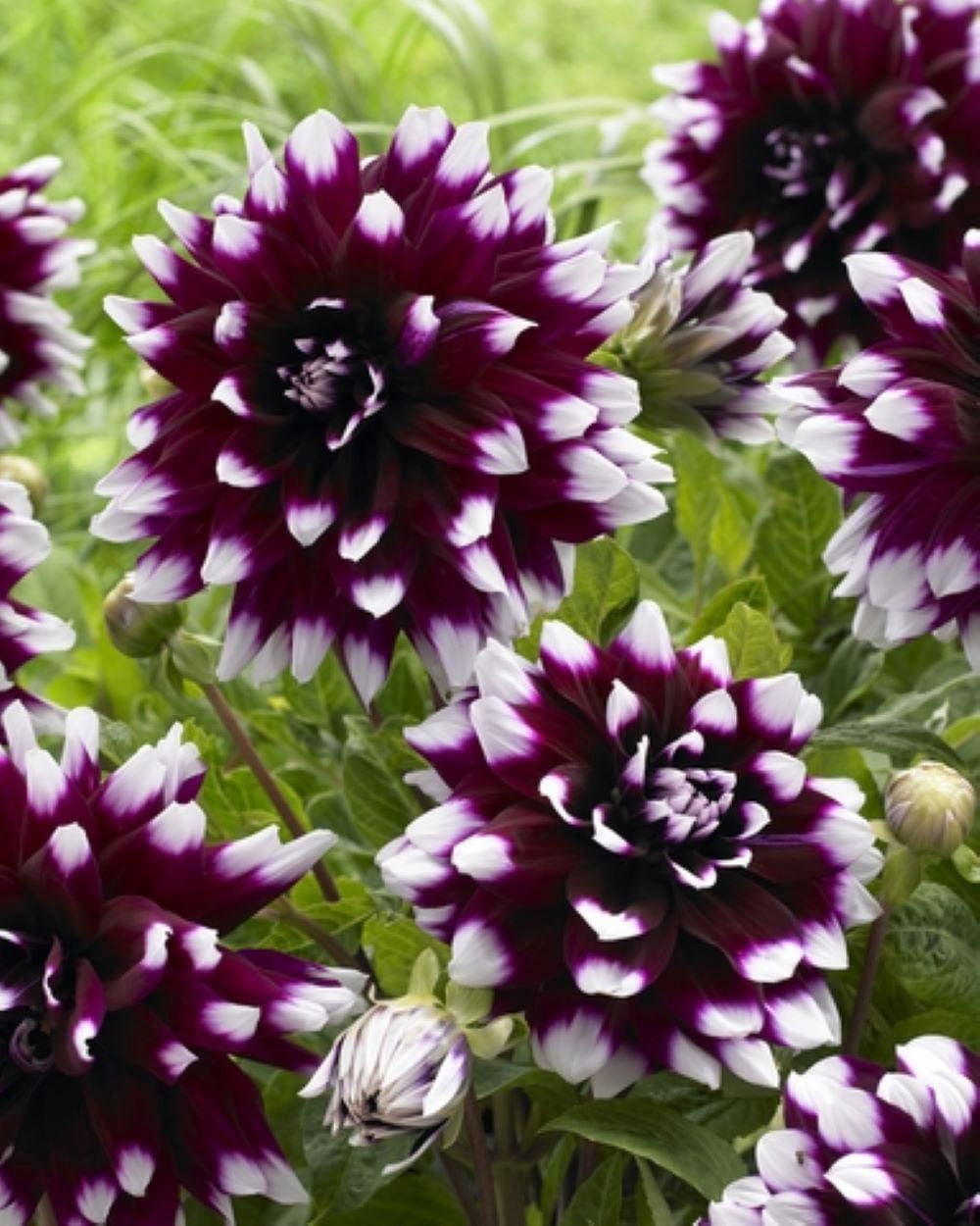 Bulbes de fleurs Tasc - Dahlia Mystery Day Annuelle