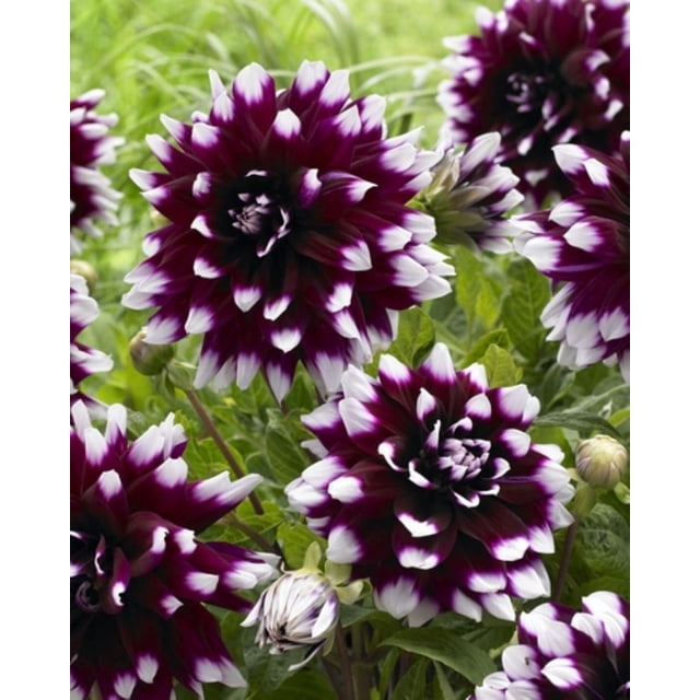 Tasc Flower Bulbs- Dahlia Mystery Day Annual