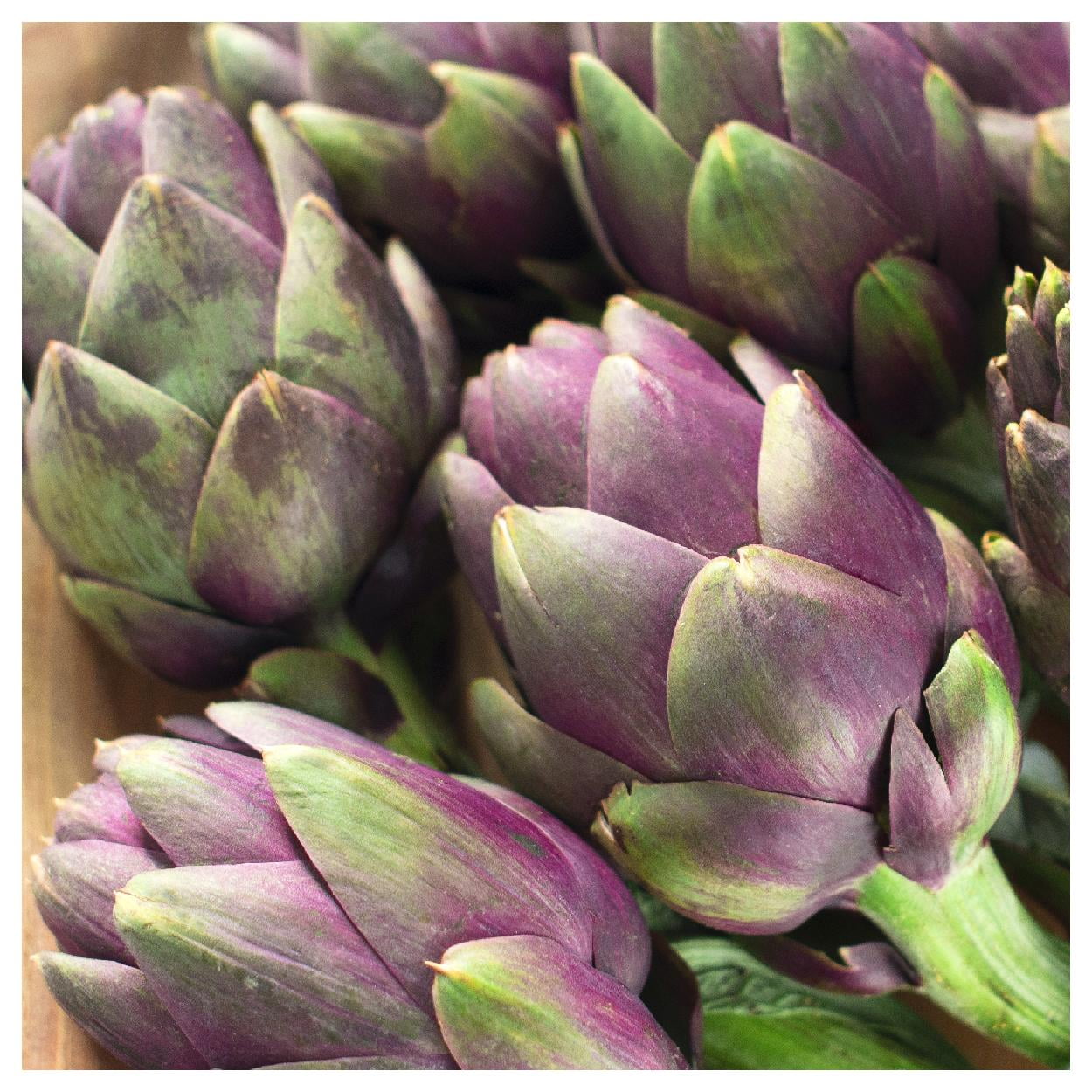 Everwilde Farms - 1 lb Purple Romagna Artichoke Seeds - Gold Vault Bulk Seed Packet