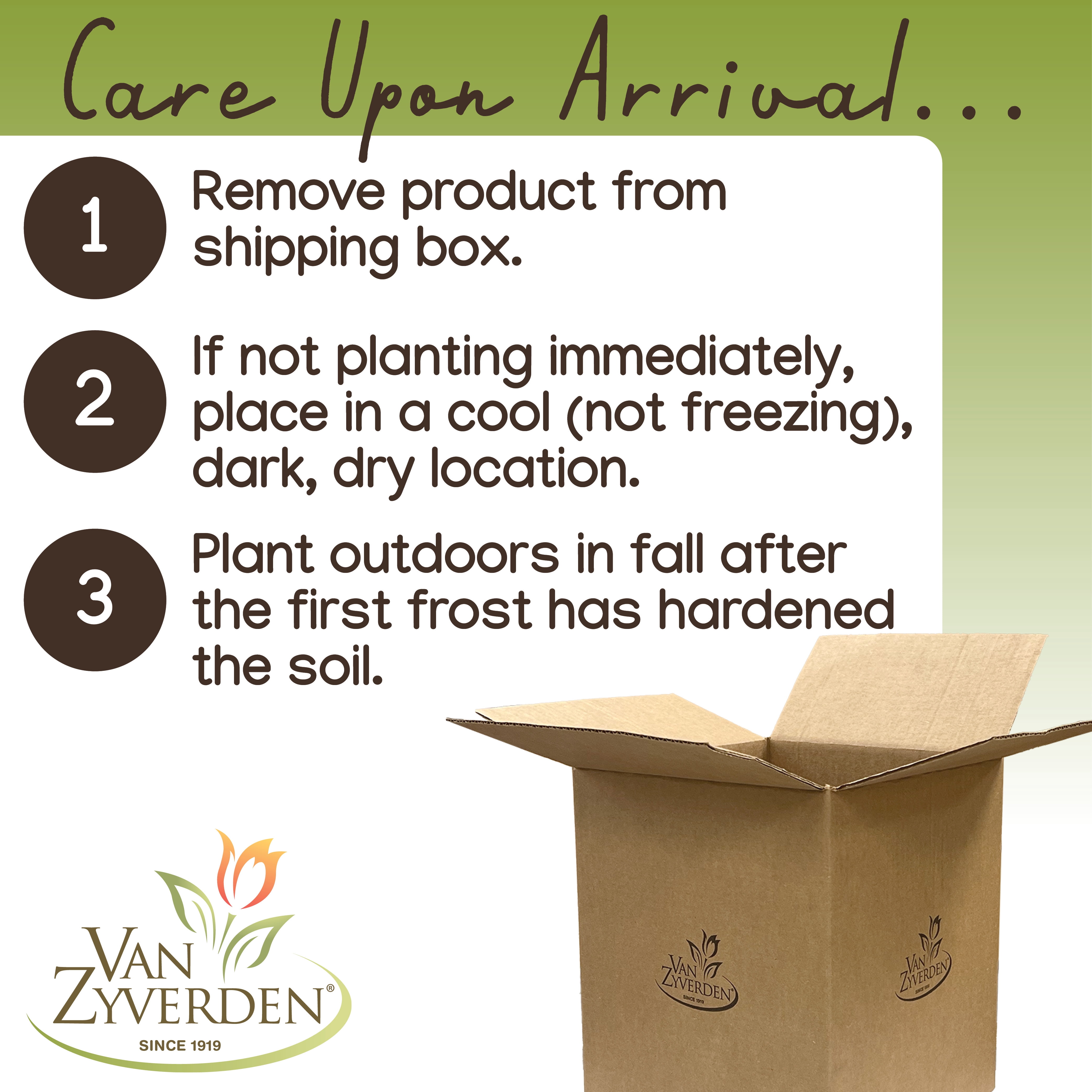 Expert Gardener Hyacinth Mix Plant Bulbs (3 Dormant Bulbs)