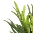 thumbnail image 3 of Vickerman 13" Staghorn Fern Bush with Frosted Green Foliage, 3 of 3