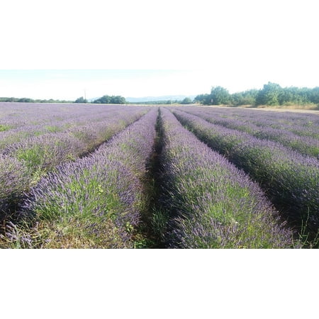 LAMINATED POSTER Field Lavender Summer Provence Plant Fragrance Poster Print 24 x